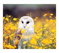 Fabulous Poster Affiche Chouette Effraie Champs De Fleurs Jaunes Animaux Nature(36x42cmB)