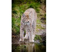 Fabulous Poster Affiche Grand Lynx Animal Sauvage Photo Nature