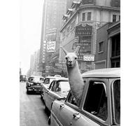 Fabulous Poster Affiche Lama a Time Square Swag New York Annees 30 Photo Vintage