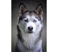 Fabulous Poster Affiche Magnifique Husky Gros Chien Poil Long Portrait Yeux Vairons