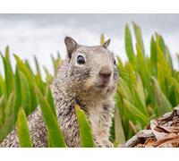 Fabulous Poster Affiche Marmotte Dans L'Herbe Animal Sauvage Mignon Photo Nature