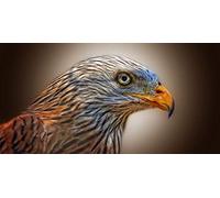 Fabulous Poster Affiche Milan Royal Aigle Magnifique Oiseau de Proie Nature