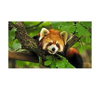 Fabulous Poster Affiche Panda Roux Trop Mignon(30x42cmB)