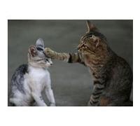 Fabulous Poster Beau chaton et sa maman mignon tigre (42cm x 61cm) G