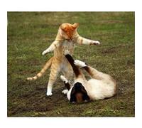 Fabulous Poster Beaux chats mignon siamois et roux (31cm x 38cm) G