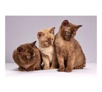 Fabulous Poster Bebe chats siamois persan poils longs (31cm x 46cm) G