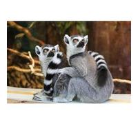 Fabulous Poster Couple de lemuriens madagascar (91cm x 137cm) G