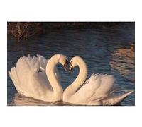 Fabulous Poster Cygnes amoureux coeur parade nuptiale (61cm x 92cm) G