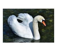 Fabulous Poster Cygnes nage sur un lac vie sauvage (61cm x 91cm) G