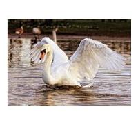 Fabulous Poster Cygnes prend son envole (42cm x 61cm) G
