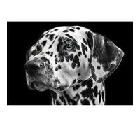 Fabulous Poster Dalmatien chien noir et blanc gros plan (31cm x 47cm) Noir G