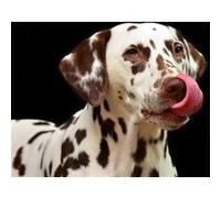 Fabulous Poster Dalmatien gros chien tire la langue (31cm x 34cm) G