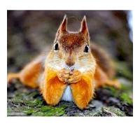 Fabulous Poster Ecureuil roux chilling (50 cm x 59 cm) G