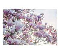 Fabulous Poster Fleurs de cerisier printemps contre-jour (30x45cm) G