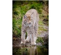 Fabulous Poster Grand lynx (61cm x 92cm)