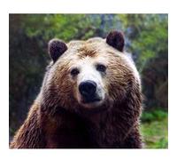Fabulous Poster Grizzli ours brun (77 cm x 91 cm) Brun G