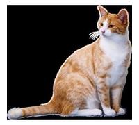 Fabulous Poster Gros chat roux poil long chat de maison (31cm x 34cm) G