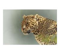 Fabulous Poster Gros plan de leopard a l'affut (31cm x 47cm) G