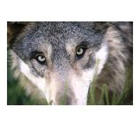 Fabulous Poster Gros plan yeux loup (31cm x 47cm) G