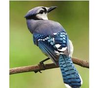 Fabulous Poster Magnifique geai sur une branche (61cm x 67cm) G