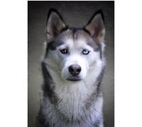 Fabulous Poster Magnifique husky gros chien poil long (31cm x 45cm) G