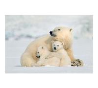 Fabulous Poster Maman ours polaire et ses oursons (31cm x 46cm) G