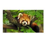 Fabulous Poster Panda roux trop mignon (61 cm x 109 cm) G