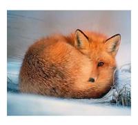 Fabulous Poster Renard roux dans la neige (36 cm x 42 cm) G