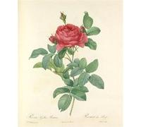Poster Affiche Rose Planche Illustration Botanique Ancienne Fleurs