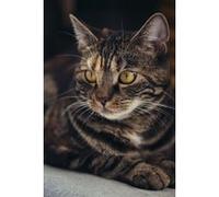 Fabulous Poster Sublime chat tigre grands yeux jaunes (42cm x 63cm) G