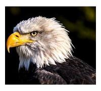 Fabulous Poster Tete aigle pygargue oiseau de proie (31cm x 41cm) G
