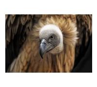 Fabulous Poster Vautour fauve griffon (31cm x 46cm) G