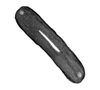 Faisceaux À Pour Femmes | Créateur De Français Pour Cheveux Longs,Accessoire Élastique Coiffure Débutants Amateurs Beauté Porteuses s Professionnelles Pressées Passionnées Mode