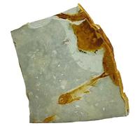 Faisie Fossile Stone, spécimen de Wolffin chinois, Paléontologie Éducation Rock