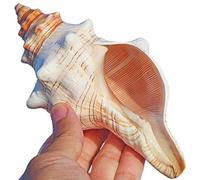 FAKKA Lot de 2 grands coquillages naturels, idéaux pour aquarium, fête sur la plage, décoration de mariage et de maison, décoration nautique et travaux manuels