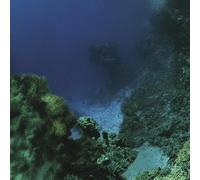 Tiny Fingers The Fall (Vinyl) 12" Album