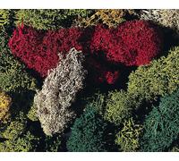 FALLER 170730 Paquet De Lichen Assortiment De En 5 Couleurs Différentes (Gr 80)