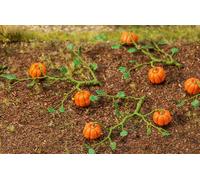 FALLER H0 6 Plantes de Potiron Fleurs Multicolores 181258