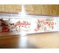 FALLER Vaches Braun Tacheté No. 151903 Spur Ho