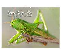 Falter, Käfer und Co.faszinierend, doch extrem gefährdet (Wandkalender 2026 DIN A2 quer), CALVENDO Monatskalender: Faszinierend und wunderschön - ... Umwelt, doch weltweit stark zurückgehend.