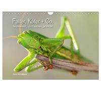 Falter, Käfer und Co.faszinierend, doch extrem gefährdet (Wandkalender 2026 DIN A4 quer), CALVENDO Monatskalender: Faszinierend und wunderschön - ... Umwelt, doch weltweit stark zurückgehend.