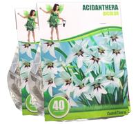Famiflora Acidanthera 'Bicolor' - Mix - Fleurs d'automne - Par 80 bulbes de printemps - 2 x 40 - Fleurs blanches élégantes qui apportent une ambiance sereine et sophistiquée à votre jardin