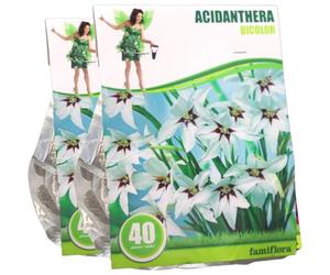 Famiflora Acidanthera 'Bicolor' - Mix - Fleurs d'automne - Par 80 bulbes de printemps - 2 x 40 - Fleurs blanches élégantes qui apportent une ambiance sereine et sophistiquée à votre jardin