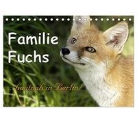 Familie Fuchs hautnah in Berlin (Tischkalender 2026 DIN A5 quer), CALVENDO Monatskalender: Füchse in der Stadt leben hautnah mit den dort lebenden Menschen zusammen.