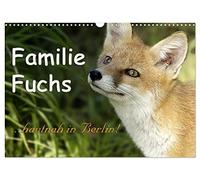 Familie Fuchs hautnah in Berlin (Wandkalender 2026 DIN A3 quer), CALVENDO Monatskalender: Füchse in der Stadt leben hautnah mit den dort lebenden Menschen zusammen.