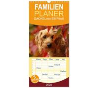 Familienplaner 2026 - DACKELmix Elli Pirelli mit 5 Spalten (Wandkalender, 21 x 45 cm) CALVENDO: ....mit neuen Abenteuern aus der Hundeknipserei