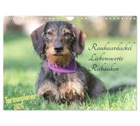 Familienplaner - Liebenswerte Rabauken - Rauhaardackel (Wandkalender 2026 DIN A4 quer), CALVENDO Monatskalender: Niemand kann ihnen wirklich böse sein ... uns einfach zum Lachen diese Rauhaardackel.