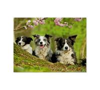 Famille de Border Collie，Jigsaw Puzzle 1000 Pièces en Papier Puzzle-Stitch Classique Bricolage Enfants Décompression Jouet Éducatif Brithday Cadeaux Puzzles（50x70cm）-AS83