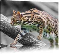 fanfaron petit chat de marbre noir / blanc sur toile, énorme XXL photos complètement encadrée avec civière, impression d'art sur ??la photo murale avec cadre, moins cher que la peinture ou une peinture à l'huile, pas une affiche ou une bannière