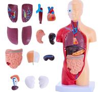 Fangxuee Modèles D'Étude de L'Anatomie Humaine, Modèle de Torse Humain Amovible de 11 Pièces avec des Organes Internes pour les Étudiants
